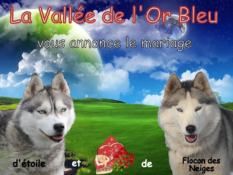 de la Vallee de L'Or Bleu - Siberian Husky - Portée née le 17/07/2012