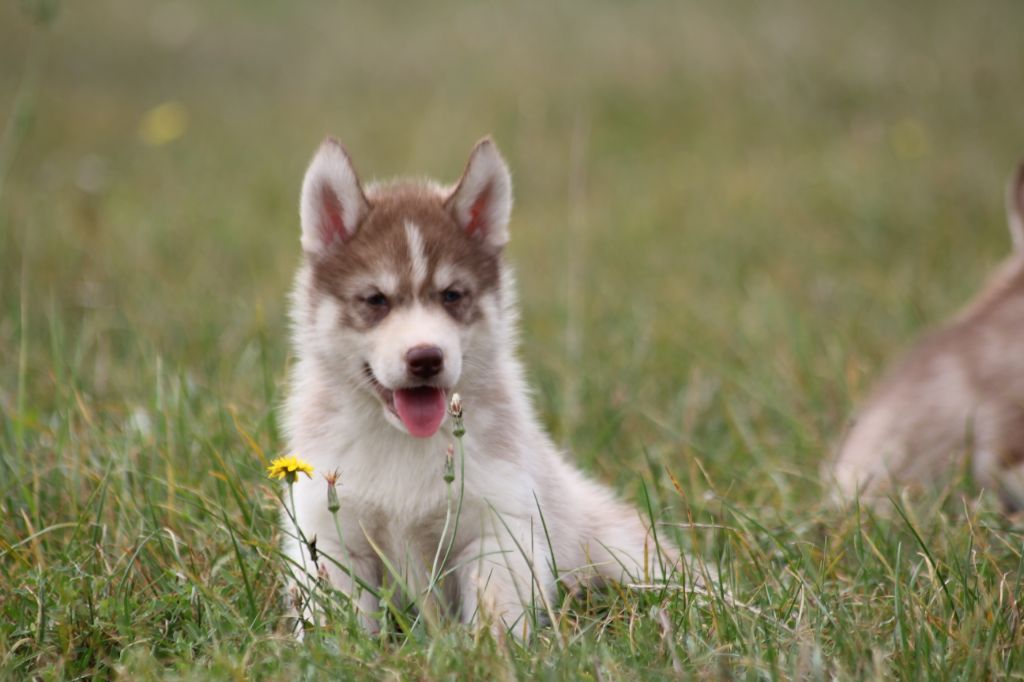 de la Vallee de L'Or Bleu - Siberian Husky - Portée née le 10/08/2018
