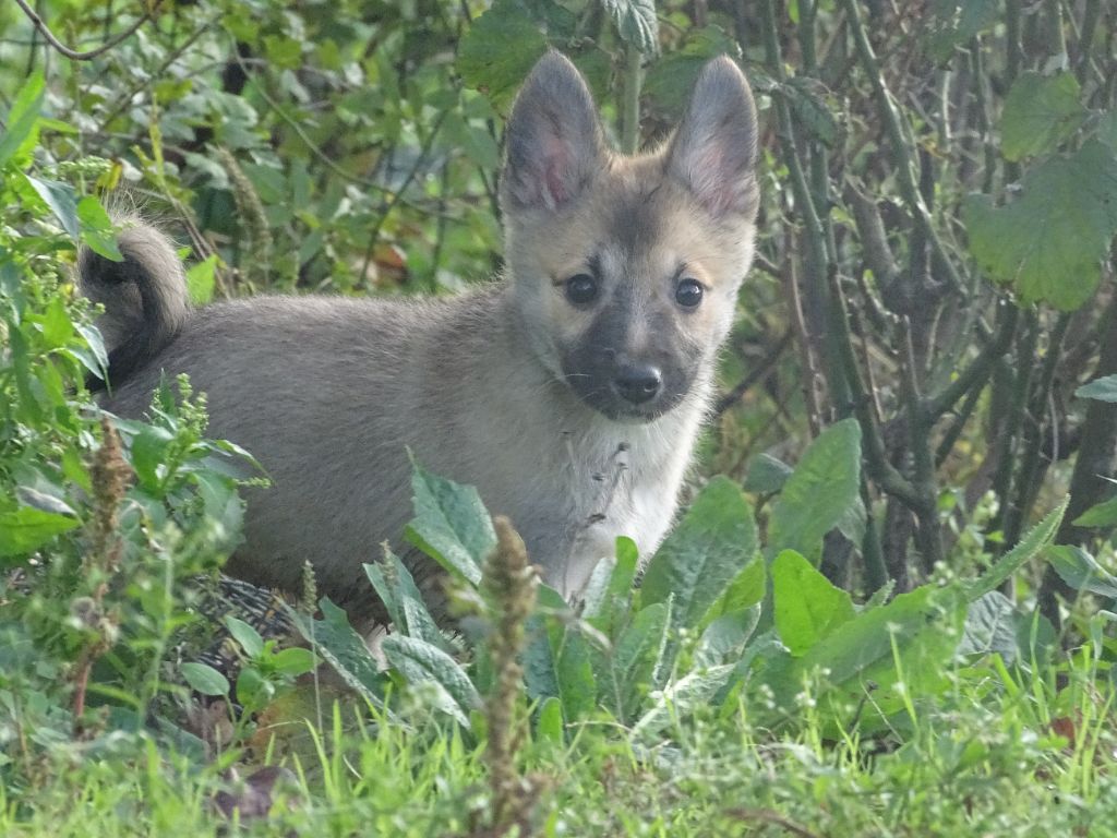 de la Vallee de L'Or Bleu - Chiots disponibles - Berger islandais