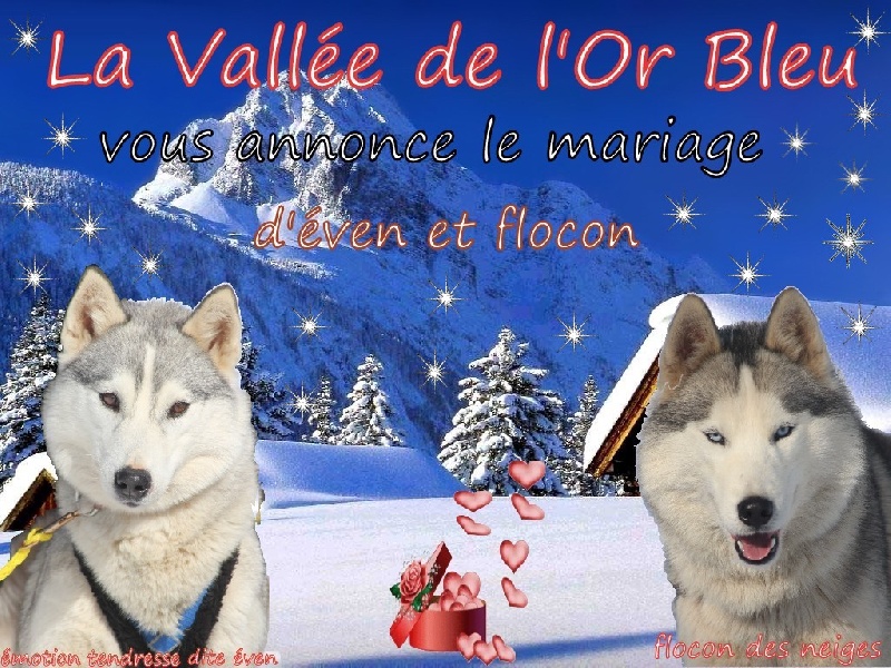 de la Vallee de L'Or Bleu - Siberian Husky - Portée née le 26/09/2012