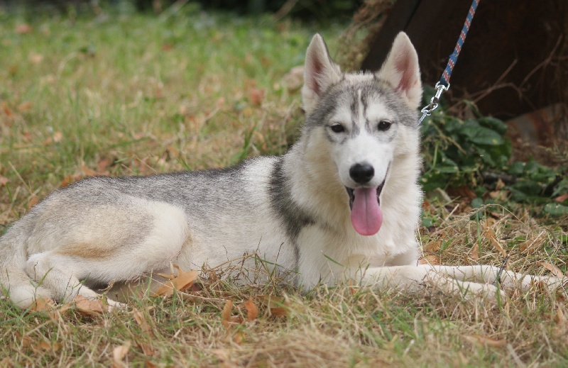 de la Vallee de L'Or Bleu - Siberian Husky - Portée née le 11/02/2013