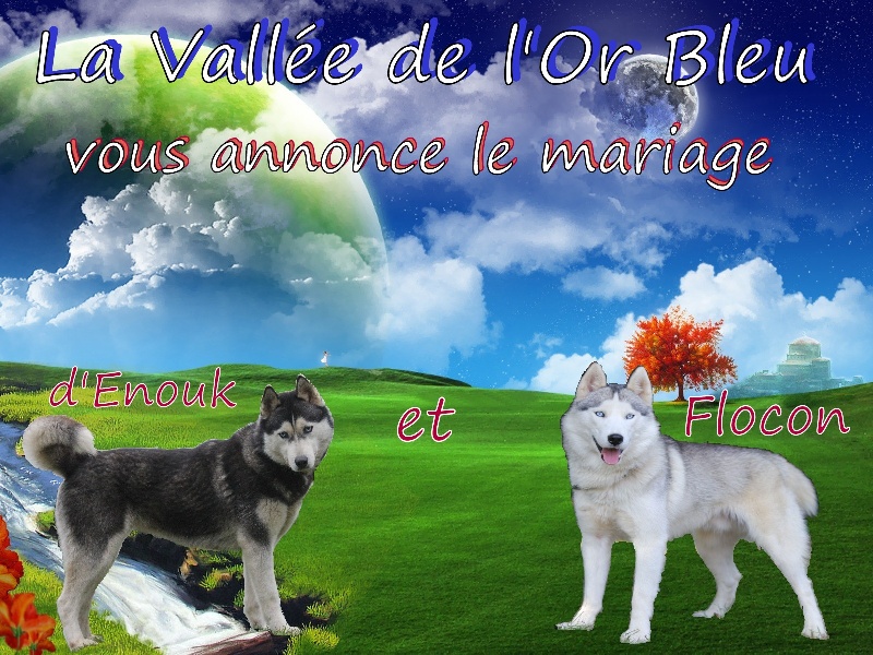 de la Vallee de L'Or Bleu - Siberian Husky - Portée née le 03/03/2012