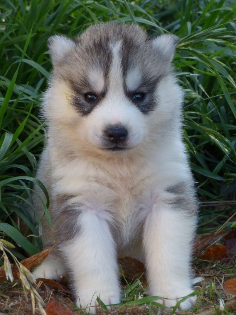 de la Vallee de L'Or Bleu - Siberian Husky - Portée née le 23/08/2018