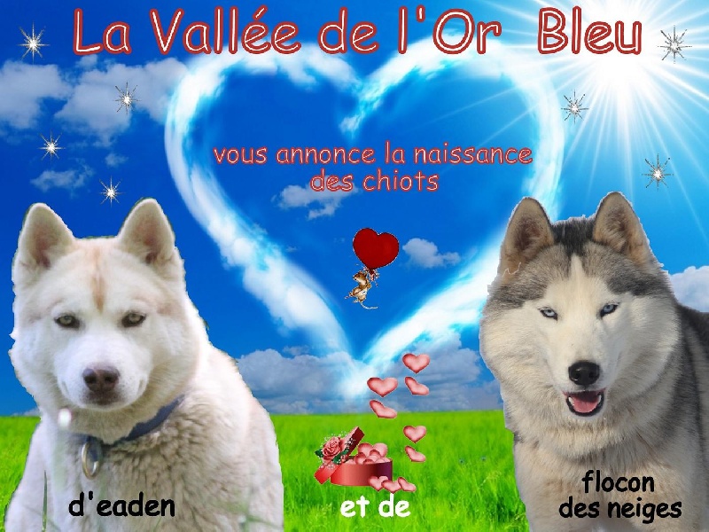 de la Vallee de L'Or Bleu - Siberian Husky - Portée née le 30/06/2012