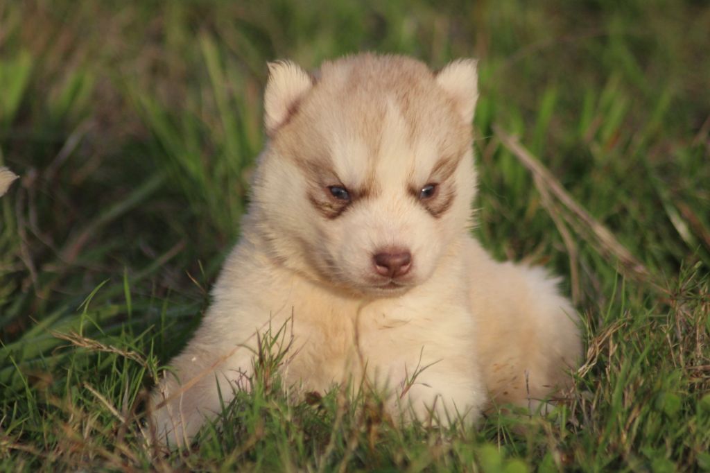 de la Vallee de L'Or Bleu - Siberian Husky - Portée née le 11/10/2018