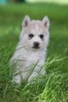 haurcane