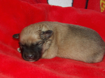 CHIOT 2