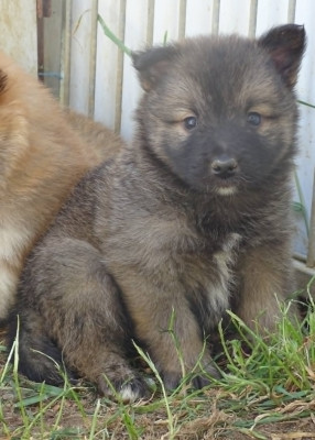 Chiot N°2