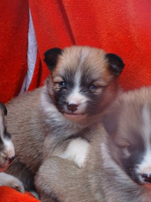 Chiot N°3