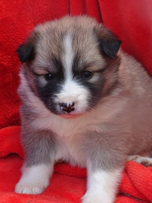 Chiot N°5