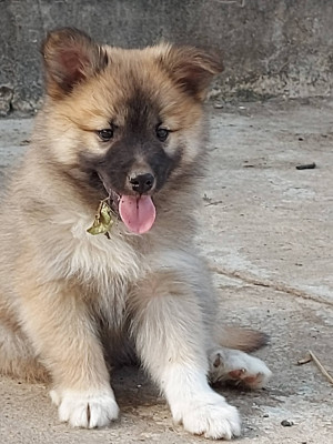 braji
