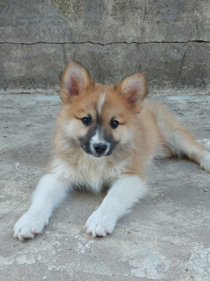 breji