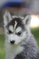 orko dit onyx