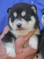 hapache