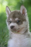iwok