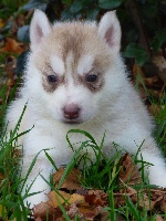 mayka 