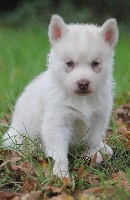 héverest copper wolf