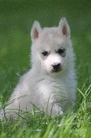 halpha