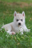 harley silver wolf 