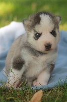 hasko