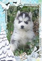iceka