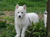 NEIGE