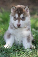 Hoslo