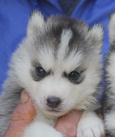 hasko
