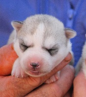 I' layla
