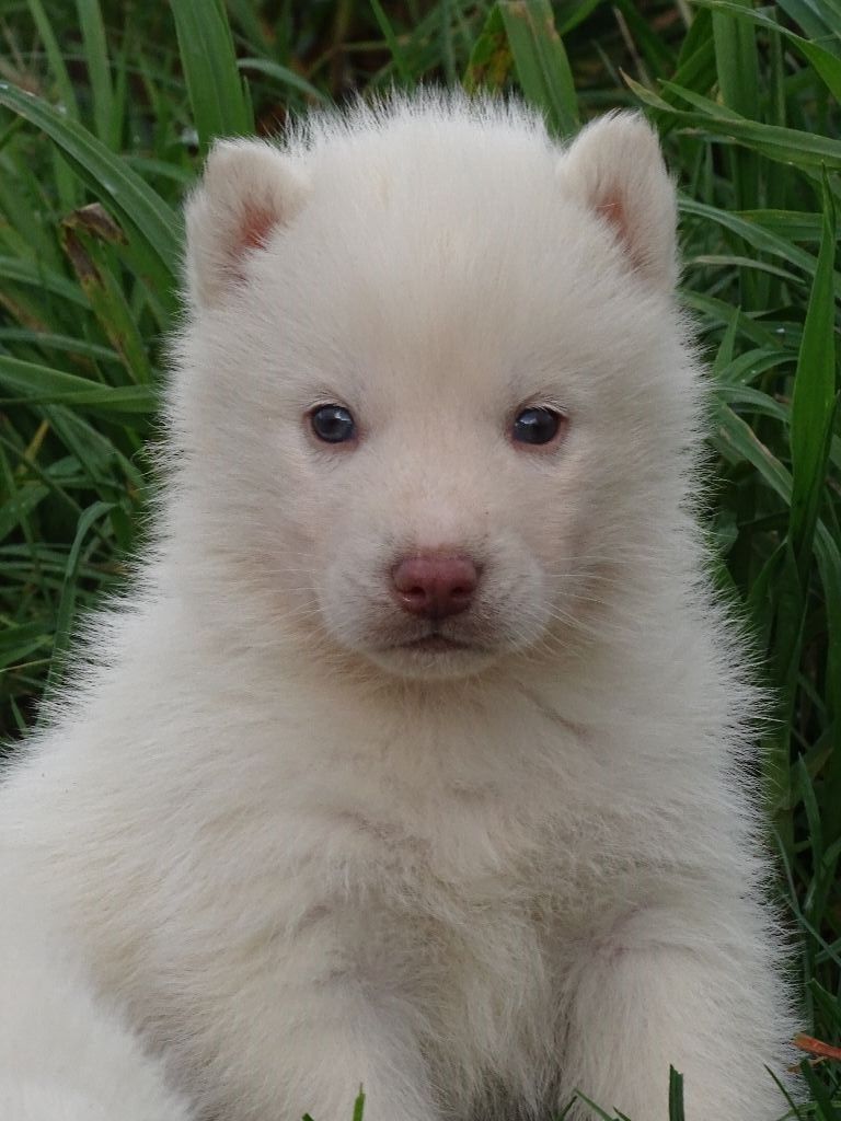 de la Vallee de L'Or Bleu - Siberian Husky - Portée née le 30/12/2017