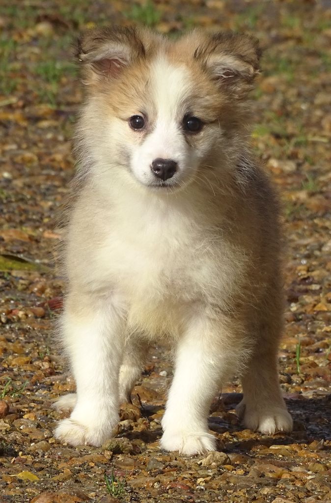 de la Vallee de L'Or Bleu - Chiots disponibles - Berger islandais