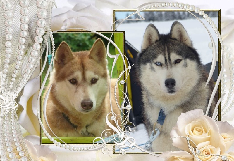 Chiot Siberian Husky de la Vallee de L'Or Bleu