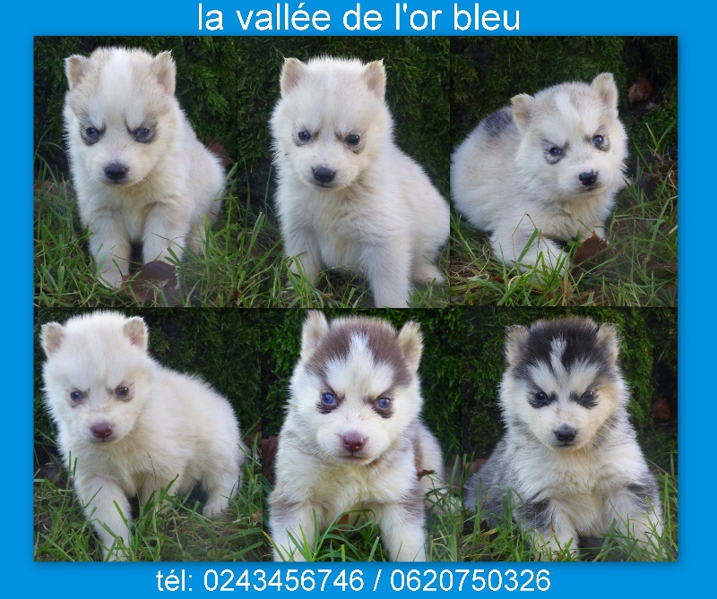 de la Vallee de L'Or Bleu - Siberian Husky - Portée née le 01/12/2013