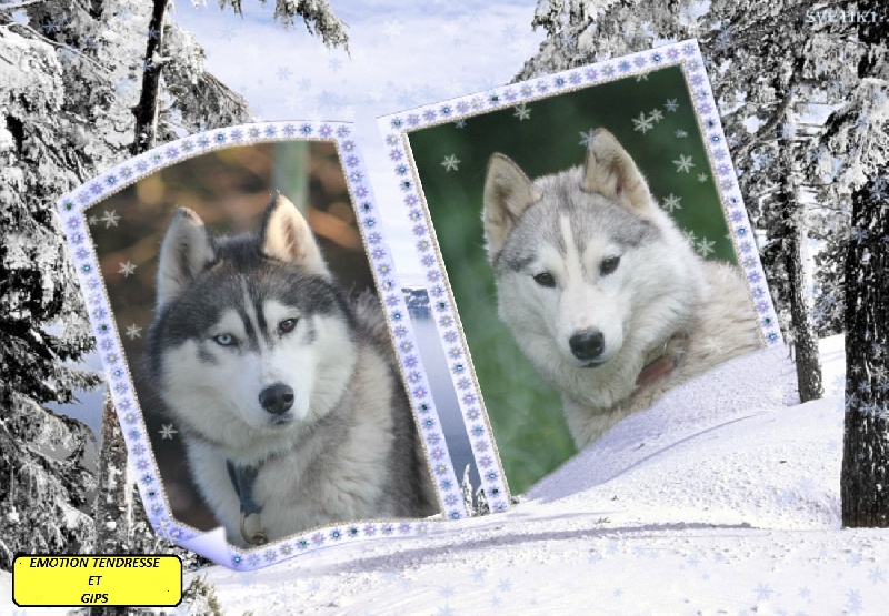 de la Vallee de L'Or Bleu - Siberian Husky - Portée née le 08/03/2014