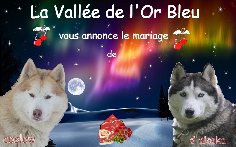de la Vallee de L'Or Bleu - Siberian Husky - Portée née le 14/09/2012