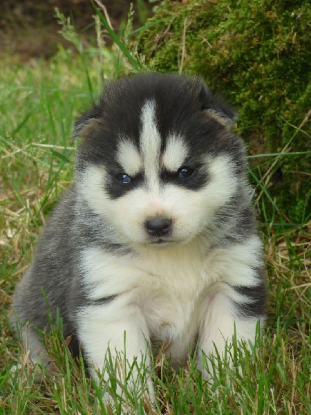 de la Vallee de L'Or Bleu - Siberian Husky - Portée née le 09/06/2014