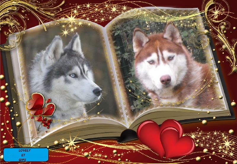 de la Vallee de L'Or Bleu - Siberian Husky - Portée née le 05/03/2014