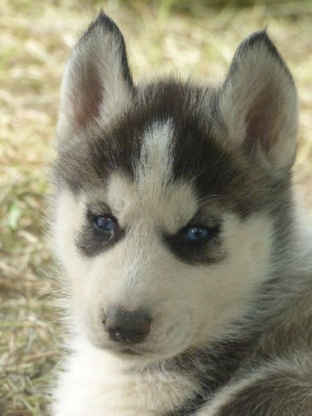 de la Vallee de L'Or Bleu - Siberian Husky - Portée née le 20/05/2016