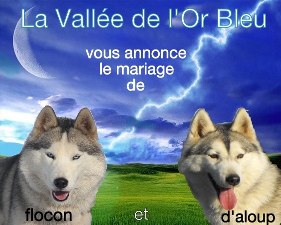 de la Vallee de L'Or Bleu - Siberian Husky - Portée née le 22/09/2012