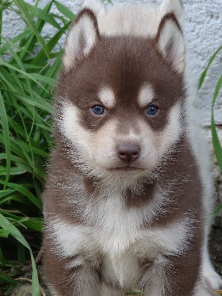 de la Vallee de L'Or Bleu - Siberian Husky - Portée née le 25/12/2017